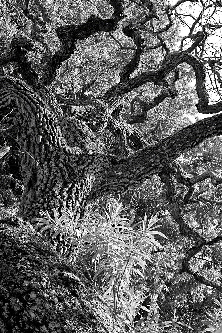 Black-and-white photograph looking upward along a thick oak trunk with deeply furrowed bark and large twisting branches spreading through dense foliage, with patches of bright sky visible between them.