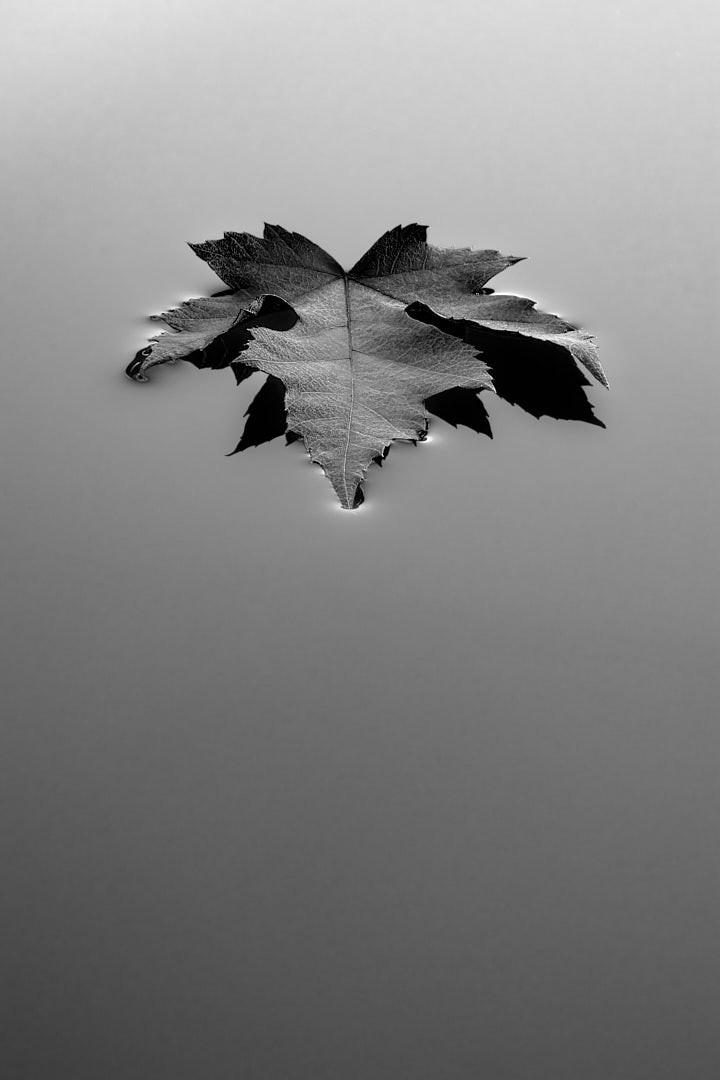 Black-and-white photograph of a broadleaf maple leaf resting on still water, with a dark reflection extending beneath it and a large field of smooth, uninterrupted water surrounding the leaf.
