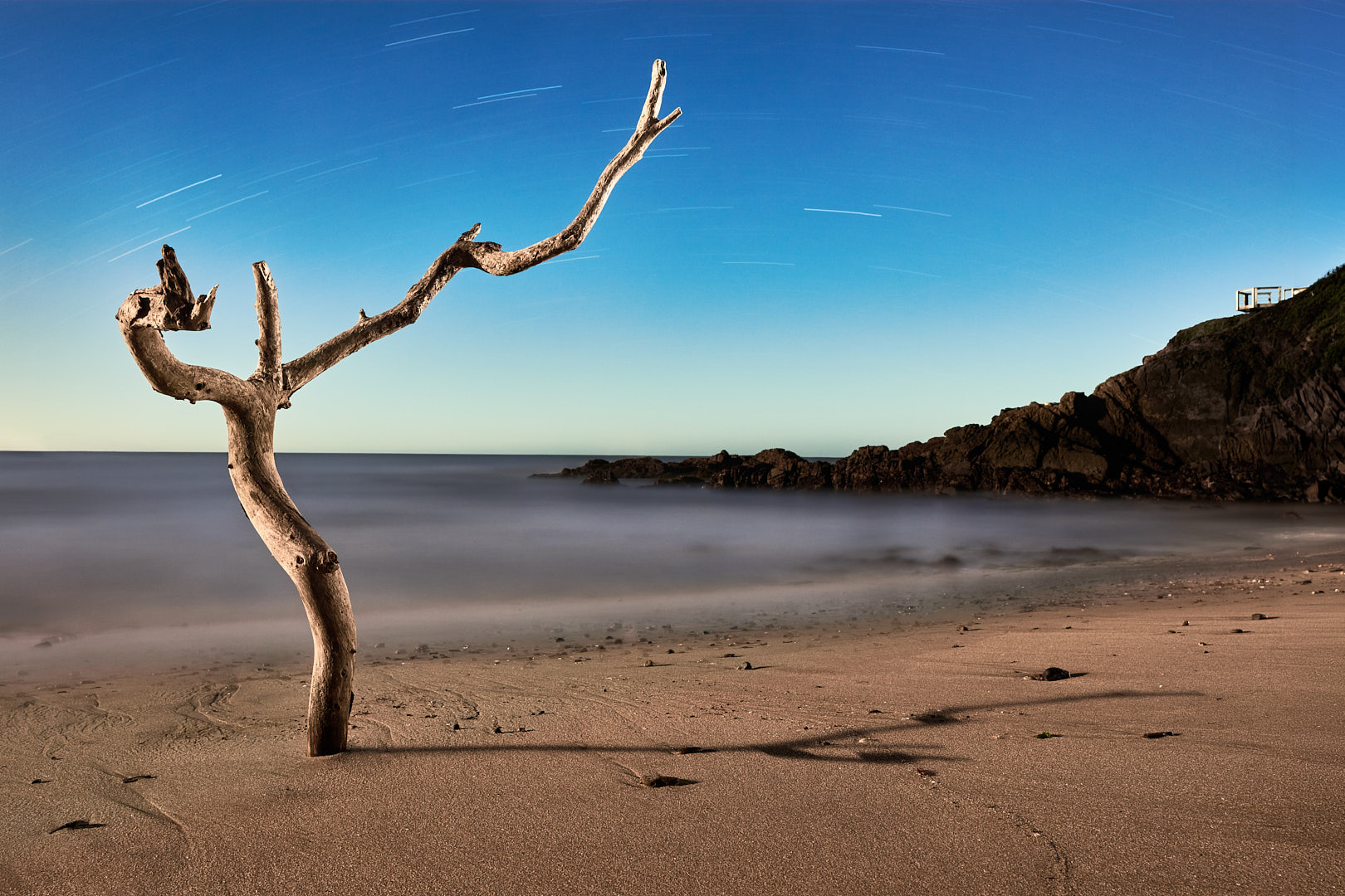 Nighttime coastal photograph of a weathered branch standing upright in sand and reaching toward the sky, with a rocky cove, smooth long-exposure water, star trails, and a small empty viewing platform in the distance.