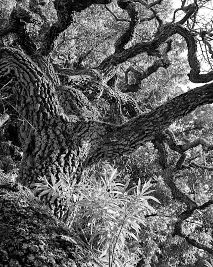 Black-and-white view looking upward through the massive trunk and twisting branches of an old oak tree.