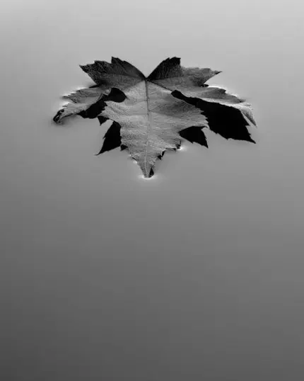 Single dark maple leaf floating on smooth gray water in a minimalist black-and-white composition.
