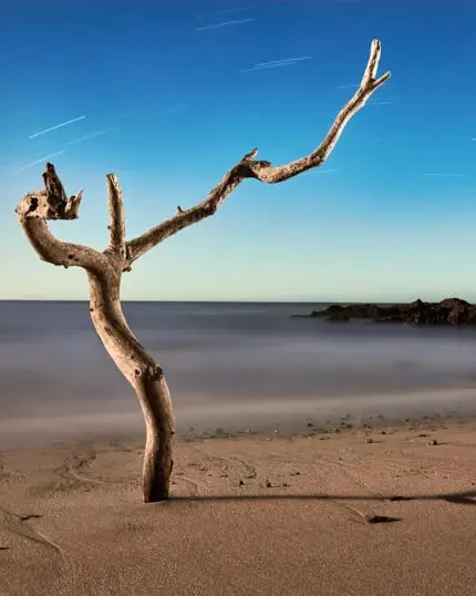 Weathered bare tree standing alone on a sandy beach beside softly blurred water under a blue sky.
